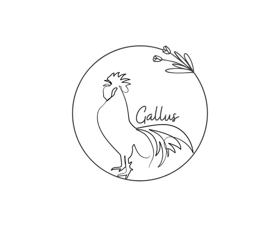 Gallus *